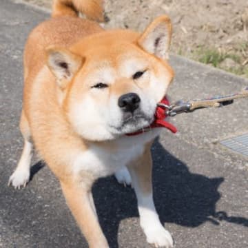 『飼育が困難な犬種』4選　なぜ飼うのが難しいと言われているの？迎える前に必ず知っておくべきことまで