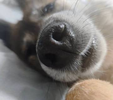 「1年半引き取り手がなかった」新しい家族の前で緊張して震えていた保護犬→脱力をした寝姿にキュン