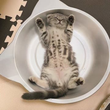 猫鍋の中で豪快な「バンザイ&ヘソ天ポーズ」をする子猫→4年後にはみっちり「アンモニャイト」に！