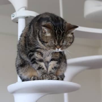 猫が『悲しんでいる』ときにみせる3つのサイン　考えられる原因から寄り添い方のポイントまで