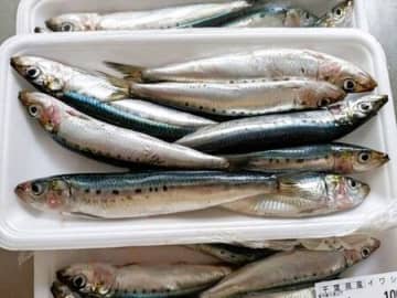 天然魚の手開きに挑戦！子どもの食べっぷりに感激！