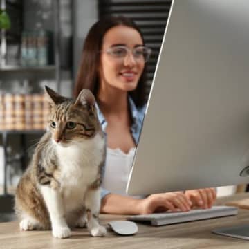 「2代目のオフィス猫」が、職場を和やかにしてくれる　オーストラリア
