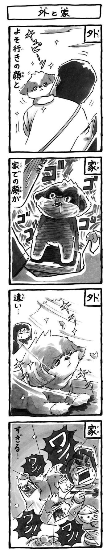 豹変ぶりに驚き！外と家で全然違う愛犬の顔|連載「シーズー犬のてんぽ」第285回