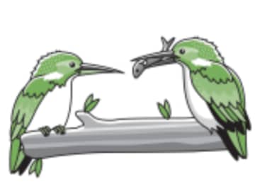 水鳥が水に浮かべるのはなぜ？ 水辺に特化した個性的な生態とは【眠れなくなるほど面白い 図解 鳥の話】