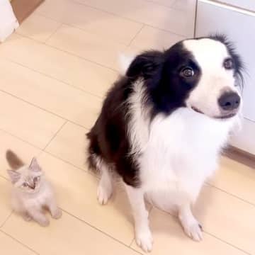 犬がいる家にきた保護子猫→『よく一緒にいるな』と思ったら…愛おしくてたまらない『まるで犬のような行動』が58万再生「子猫というより子犬」