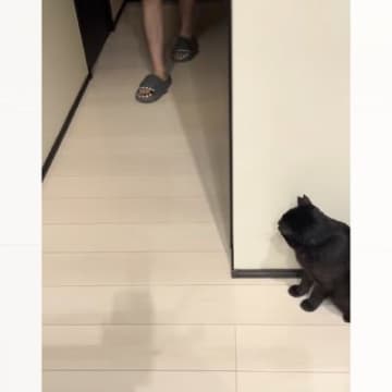 廊下の陰に身をひそめる猫→『お父さんが来た』次の瞬間…まさかの行動が可愛すぎると反響「意図的にやってて驚いた」「お茶目なニャンコｗ」