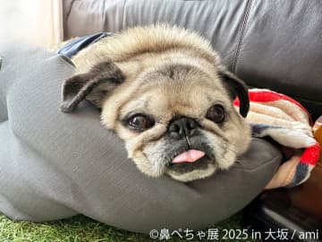 祝・10周年♪ぶひ可愛い“鼻ぺちゃ犬”が大阪に集結　「鼻ぺちゃ展」11/14～開催　限定グッズ＆新作も多数登場！　シーズー漫画「あうんのてんぽ」作者の来場イベントも開催決定