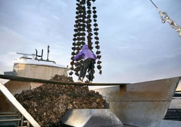 広島産カキ、待望の水揚げ　猛暑で解禁遅れ、2年連続