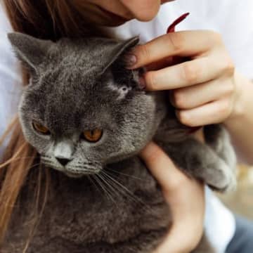 愛猫の『臭いが気になる』ときに考えられる原因4つ　体調不良のサインから飼い主ができる対処法まで