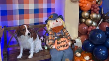 大谷翔平、愛犬・デコピンのキュートなハロウィンショット公開　どこかシュールな1枚に注目
