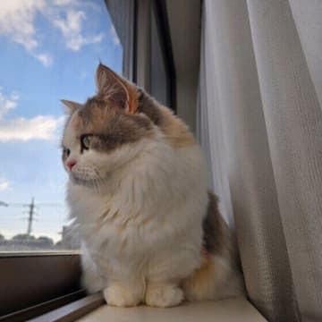 治験スタート！　慢性腎臓病への効果が期待される猫用のAIM新薬とは｜開発者インタビュー