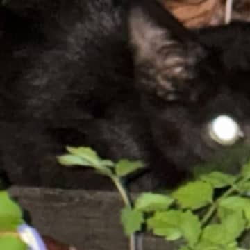 『大雨と雷で姿を消した子猫』→2日ぶりに見つかって保護された結果…思わず涙が出る光景に「よかったねぇ」「幸せになるんだよ」と反響