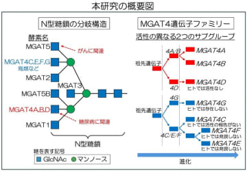 生物種固有の糖鎖を作る酵素遺伝子を同定
