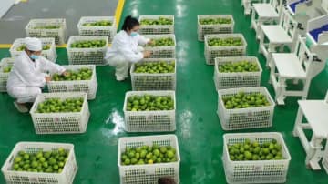 レモンが地域振興の一大産業に　中国貴州省望謨県