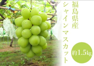 福島県産シャインマスカットを100箱限定販売！上品な香りの旬の味をＪＡタウンの｢ＪＡ全農福島｣からお届け