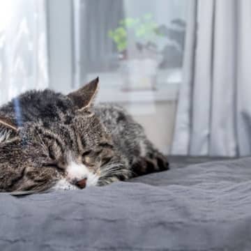猫を飼うなら知っておくべき『終生飼養』5つの約束　飼い主に必要な責任や心構えとは