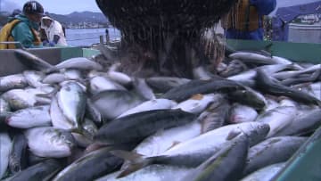 【ブリ不漁 函館の海で何が？】スルメイカに代わる“期待の星”ブリの水揚げ減少で値上げの懸念も―専門家は「黒潮の流れが大きく変わった」ここ数日は1日50トン以上の水揚げ 回復傾向か＜北海道＞