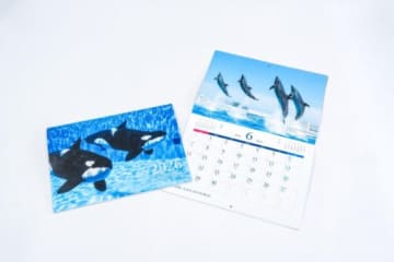 シャチたち水族館の動物を撮り下ろし 神戸須磨シーワールド2026カレンダーを発売