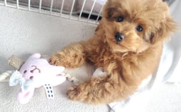 いたずら好きだった生後4カ月のトイ・プードル子犬が、1年後には意思疎通もバッチリ！今では「家族の中心」に