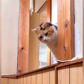 帰宅すると、元保護猫が玄関でお出迎えしてくれて…想像以上の『熱烈大歓迎』が14万再生「予想の500倍くらいウキウキ」「フォルムが天才」