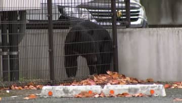 都内の住宅街でクマ目撃情報　岩手の博物館敷地内に“居座る”クマの姿　秋田では今年襲撃で1人死亡42人負傷…“九死に一生”の男性「間違いなく顔に来る」