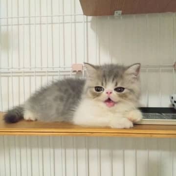 「パヤパヤで小さかった」生後2カ月の子猫→約2年後、先住猫たちと同じくらい大きな体に成長した姿にほっこり！