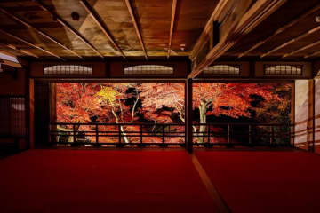 京都・柳谷観音楊谷寺の紅葉イベント、夜間ライトアップや限定“シマエナガ”御朱印帳も