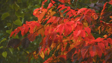 「10年に一度の当たり年」富山市有峰の紅葉が見頃、山肌に散りばめられた宝石のよう