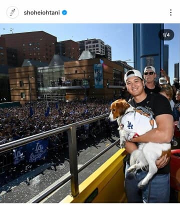 大谷翔平の愛犬デコピン、ハロウィン気分に　お散歩中？かぼちゃ物色ショット大反響「きゃわゆー」