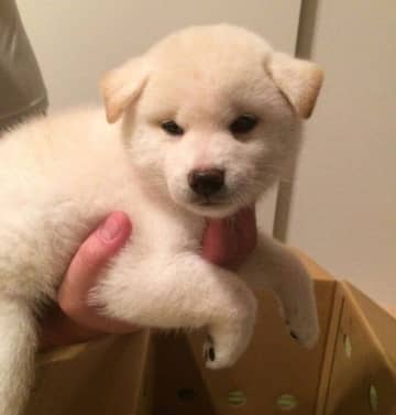 小さくてフワフワだった柴の子犬と家族になって10年　シニア期を迎えた今も“違う意味の可愛さ”があふれる