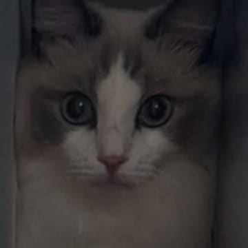 狭い隙間に入っていた猫→知らずに『扉を閉めてしまった』結果…可愛すぎる表情に２万いいね「不信感丸出しｗ」「ショックですみたいな顔ｗ」