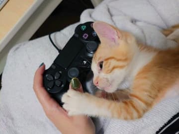 猫カゼで目の開いていない状態だった元保護猫→5年後、たくましく甘えん坊な猫に成長！