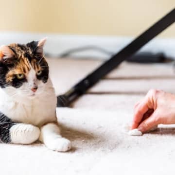 猫の『嘔吐物』からわかる健康サインとは　5つの色別に異なる原因や危険な症状を解説