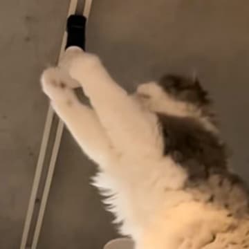 取り付けたときから『光らなかった電球』→猫が遊んでいると……奇跡的すぎる瞬間に「首傾げてて笑うｗ」「前世は電気屋さんかも」と10万再生
