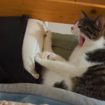 寝ようとすると、『2匹の猫がベッドの上』で…まさかの光景が羨ましすぎると69万再生「高級な寝具よりも羨ましい」「とてつもなく幸せな空間」