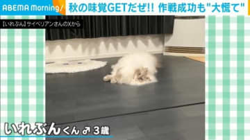 飼い主の一言に“大慌て”！大好物を前に「待ってました！」とばかりに近寄る猫が話題