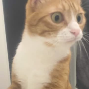 湯船に浸かっていると、ネコがやって来て…飼い主さんに見せた『可愛すぎる表情』に４万いいね「めっちゃ良いｗ」「わかりやすいｗ」
