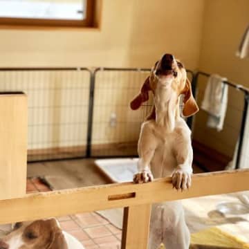 犬が『吠えている』ときに飼い主が理解すべきこととは？吠える理由や心理、落ち着かせる方法も解説