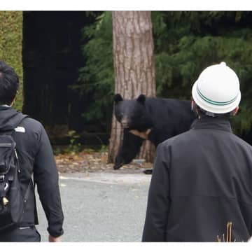 クマ被害は過去最悪ペース…10月19日～20日の2日間で10人重軽傷も、想定外で打つ手なし