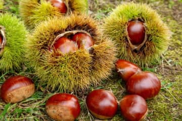 生栗の賞味期限の目安は？腐るとどうなる？