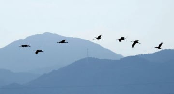 越冬のツル、今季初飛来　鹿児島・出水