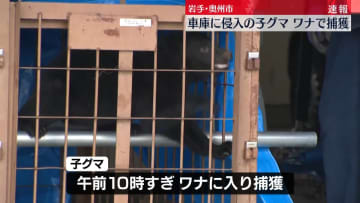 居座っていた子グマ1頭捕獲される　きのう事務所の車庫に侵入　岩手・奥州市