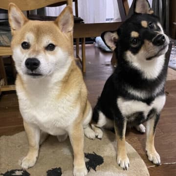 犬が甘えたいときにみせる4つのサイン　愛犬の気持ちを読み取るポイントとは？