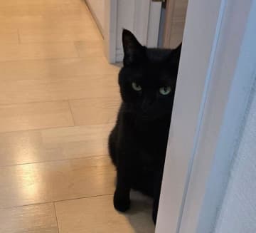 愛猫に「お風呂出たよー」と知らせると→壁の陰で“ムスッ”とした表情に！　ご機嫌ななめだった理由が愛らしい