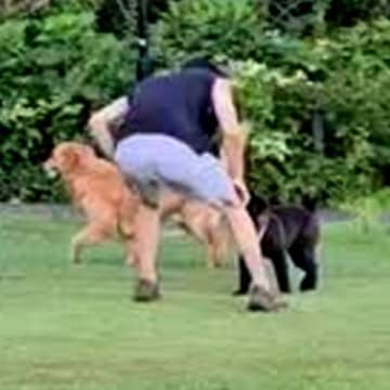 大型犬にタックルする子犬→パパが見かねて助けた結果…予想してなかった『まさかの悲劇』が57万再生「おしりがｗｗ」「可愛いのでヨシ」と反響
