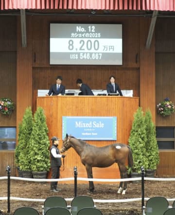 【ミックスセール2025】Kingman産駒に8200万円