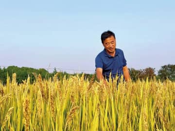 日本人農業専門家、中国上海市崇明島で金賞米を育てる