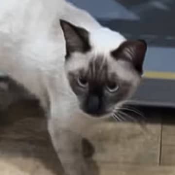 シャム猫を迎えて『顔周りだけ黒くなる』とは聞いていたけど…現在→想像もしていなかった『衝撃ビフォーアフター』が225万再生「タヌキｗ」