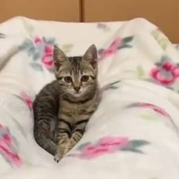 保護された子猫→飼い主さんの足の間で遊んでいると……まさかの瞬間に「可愛すぎるでしょ」「たまりませんね」と癒される人が続出