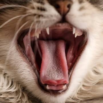 猫に『砂糖』を与えるべきではない理由3つ　病気に繋がる可能性も？健康リスクを解説